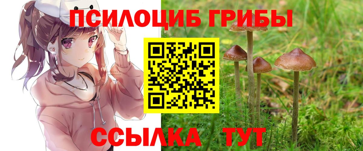 Галлюциногенные грибы Psilocybe Чапаевск